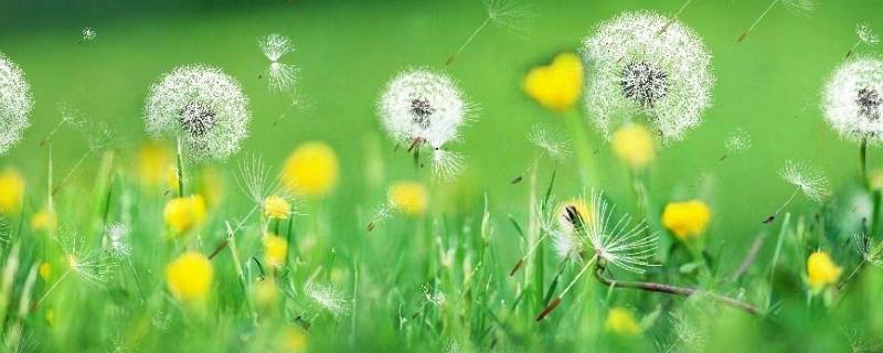 蒲公英是不是花（蒲公英是不是花原神答案错误）