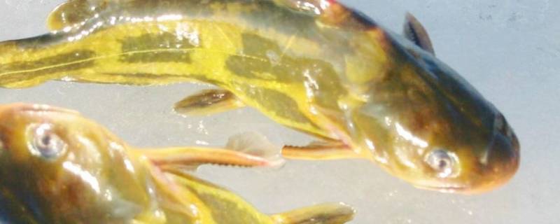 汪丫鱼外面的黄要洗掉吗（汪丫鱼上面黄需要去掉吗）