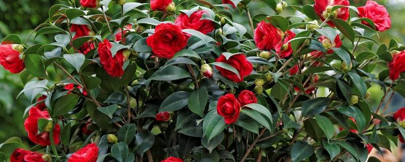 茶花记录卡怎么写 关于花的记录卡怎么写