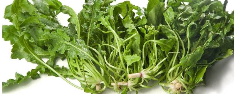 荠菜苦怎么回事 荠菜苦吗?