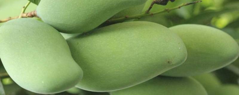怎么催熟芒果比较快 芒果怎么催熟更快