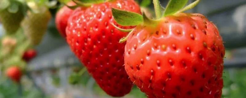 草莓上的黑刺可以吃吗 草莓上的黑刺可以吃吗有毒吗
