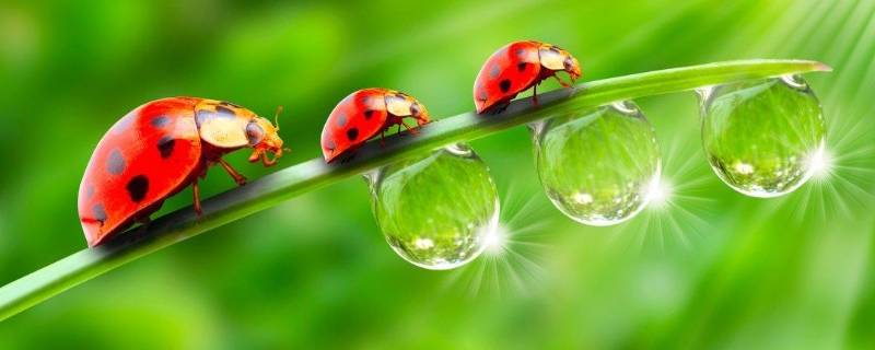 七星瓢虫为什么是益虫 七星瓢虫为什么是益虫还是害虫
