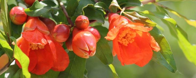 石榴花的气味是什么味道（石榴花的气味是什么样的）
