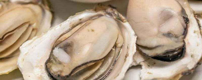 煮生蚝需要放什么材料 煮生蚝需要放什么材料好吃