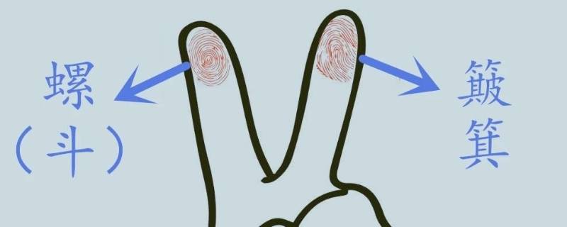 手指斗和簸箕如何区分 手指簸箕和斗的区别