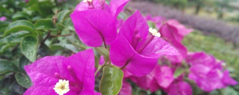 三角梅的气味是什么味道（三角梅的气味是什么味道的）