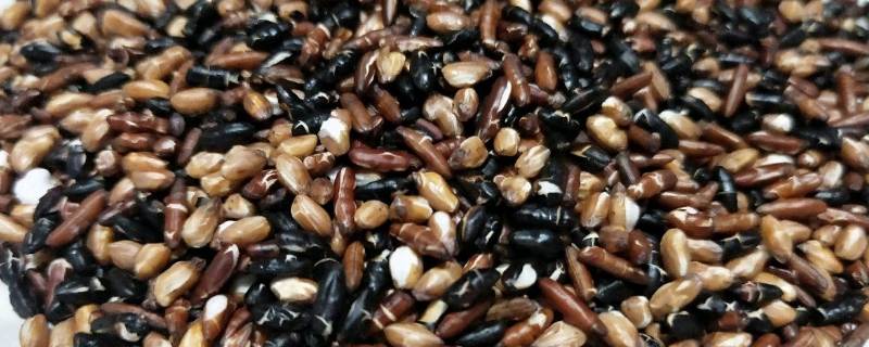 糙米是哪三种米（糙米分几种）