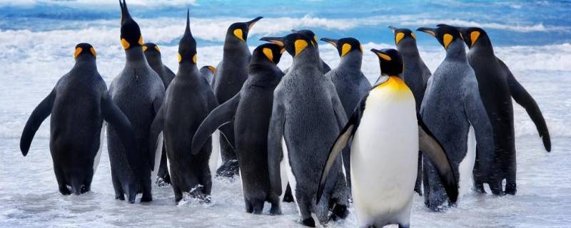 企鹅会游泳吗 企鹅是否会游泳