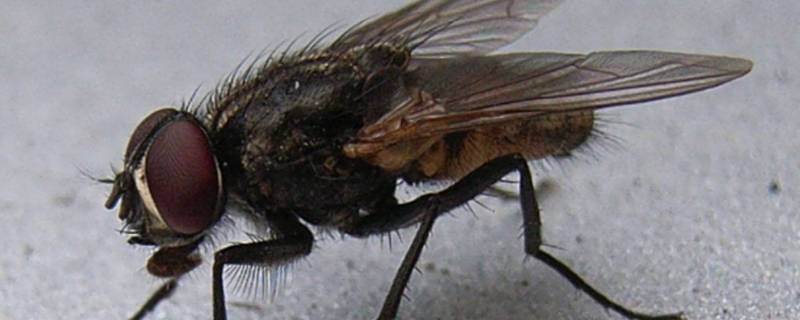 苍蝇的复眼是什么形状 苍蝇的复眼是由什么形状的小眼组成的