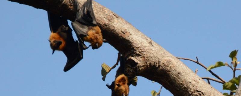 人们在建筑上雕刻蝙蝠的寓意是什么? 人们在建筑上雕刻蝙蝠的寓意是什么意思