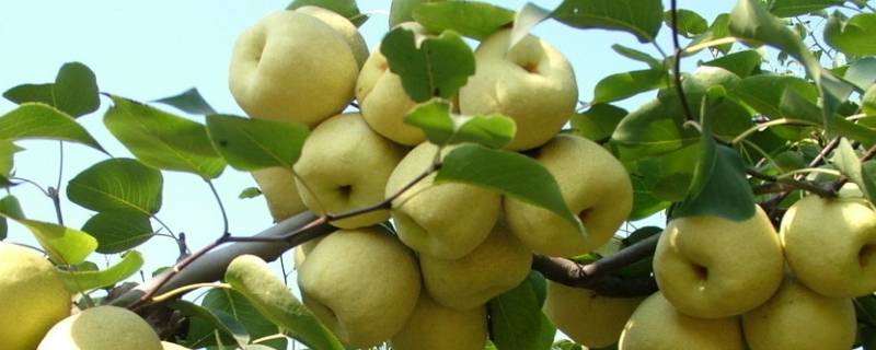 哪些水果是低糖水果（有哪些水果是低糖水果）