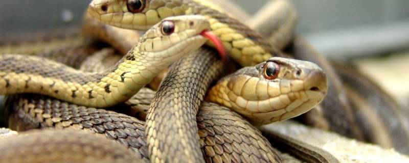 蛇长什么样（古代的蛇长什么样）
