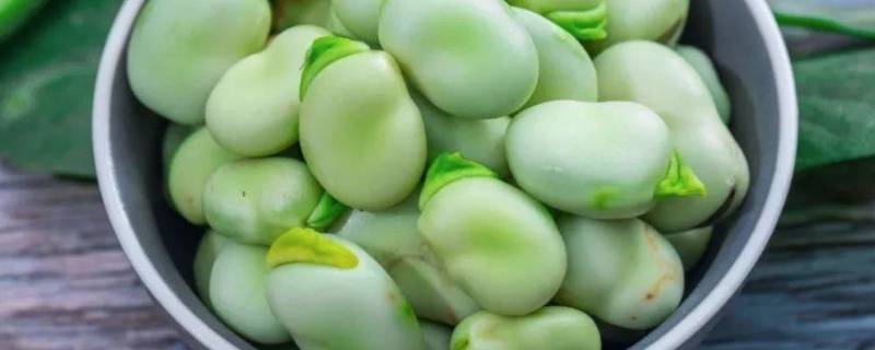 蚕豆的内部结构有哪些 蚕豆的内部结构有哪些名称