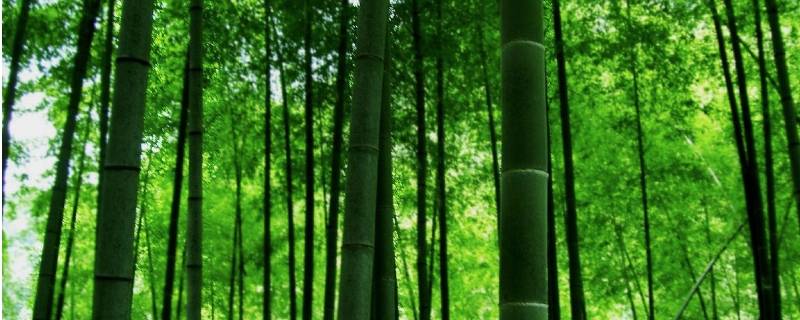 竹子的气味是什么味的 竹子散发出什么样的气味