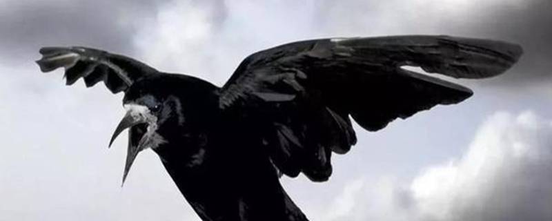 乌鸦是候鸟还是留鸟（麻雀和乌鸦是候鸟吗）