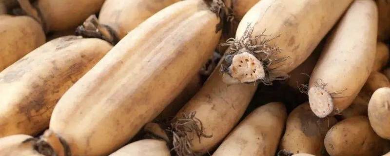 煮藕怎样才能不变色 煮藕怎样才能不变色发黑