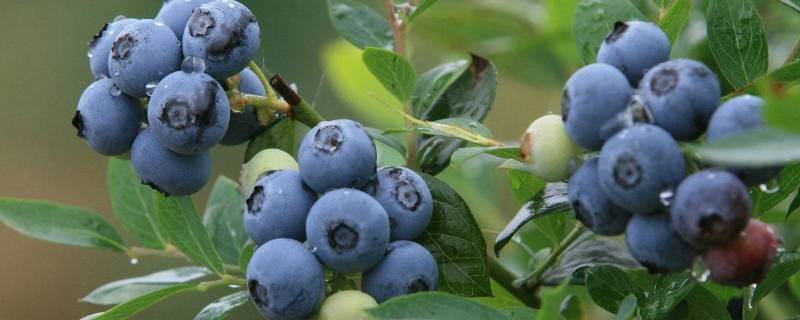 什么物品是蓝色的圆形的（什么物品是蓝色的圆形的东西）