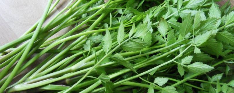 野生水芹菜能吃吗 野生水芹菜能吃吗有毒吗