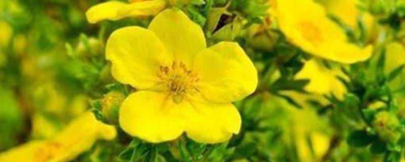 什么是黄花磷酸 黄花磷酸百度百科