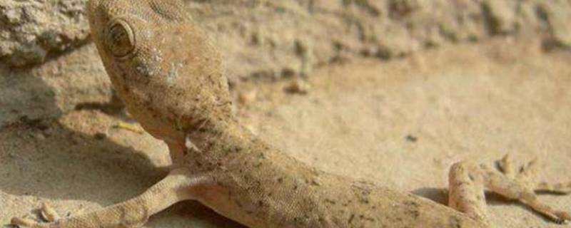 吃害虫的昆虫有哪些（吃害虫的昆虫有哪些必须要写字）