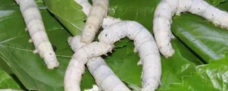 蚕宝宝孵化出来多久才吃东西 蚕宝宝刚孵化出来不吃东西多久会死