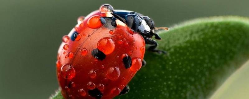 瓢虫的活动特点是什么 瓢虫的主要特点是什么