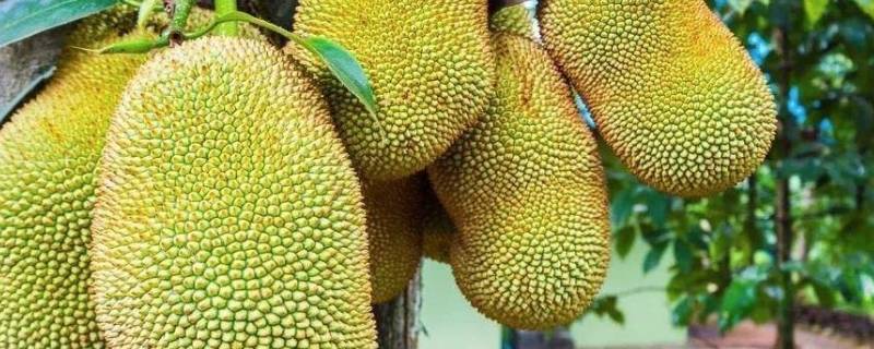 菠萝蜜的保存方法及保存时间（菠萝蜜的保存方法及保存时间图片）