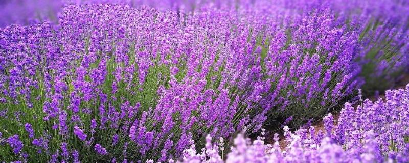 紫色的对比色（紫色的对比色是什么）