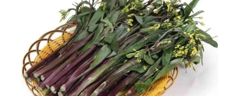 紫菜苔需要焯水吗（紫菜苔用焯水吗）