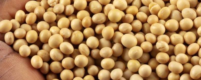 脱脂大豆是什么意思 转基因脱脂大豆是什么意思