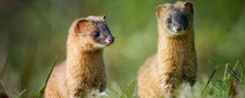 臭鼬是黄鼠狼吗（臭鼬是黄鼠狼吗图片）