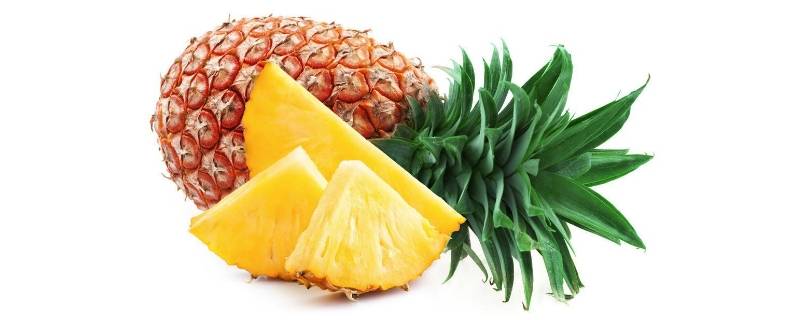 菠萝是长在哪里的（菠萝是长在哪里的呢）