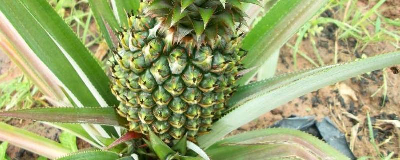 菠萝绿色的时候可以吃吗（菠萝还是绿绿的可以吃吗）