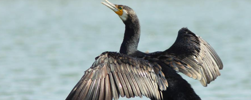 鸬鹚怎么读（捕鱼的鸟 鸬鹚怎么读）