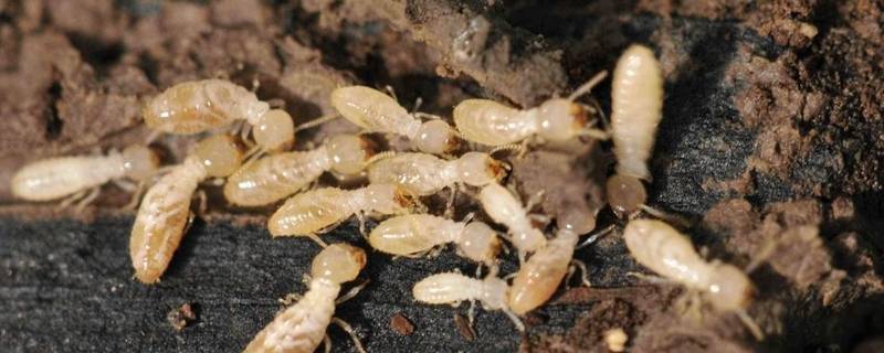 白蚁有翅膀吗 白蚁有翅膀吗视频