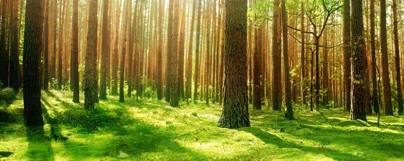 保护森林的重要性（保护森林的重要性英语）