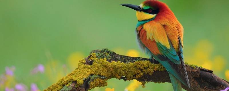 鸟类都有哪些（国家一级保护鸟类都有哪些）