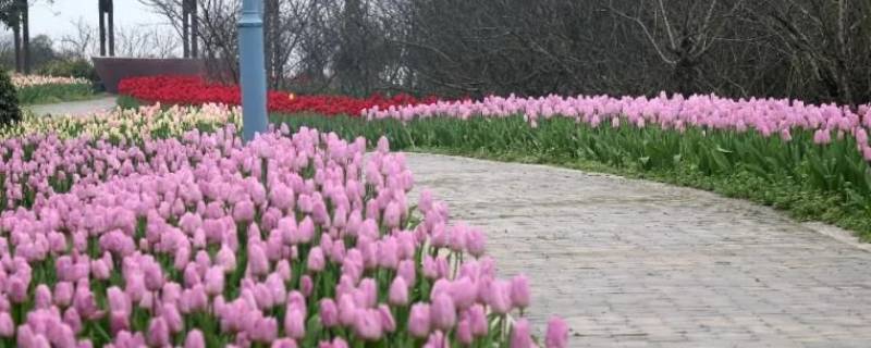 长寿郁金香花海在哪里 长寿郁金香参观要门票吗?