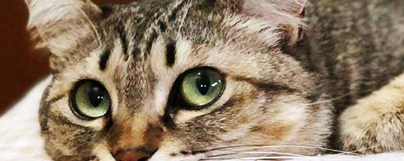 关于猫的谜语（关于猫的谜语用英语）