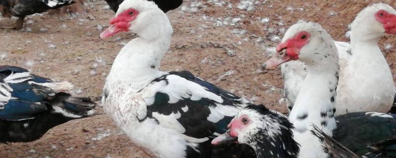 和鸭子很像的一种家禽（和鸭子很像的一种家禽会飞）