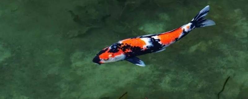 关于鱼的吉祥话（关于鱼的吉祥话顺口溜）