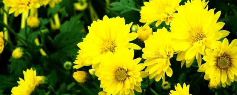 菊花的香味怎么形容（菊花的香味怎么形容词）