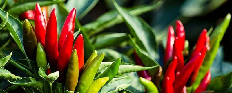 辣椒发源地（辣椒发源地?）