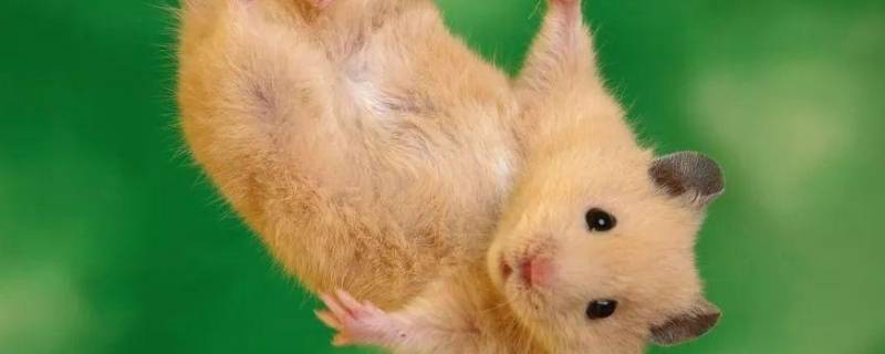 仓鼠和老鼠的区别在哪里 仓鼠跟老鼠什么区别