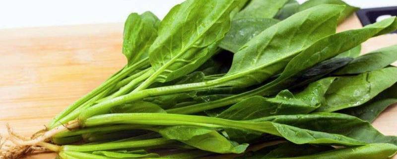 菠菜怎么焯水（菠菜怎么焯水保绿）