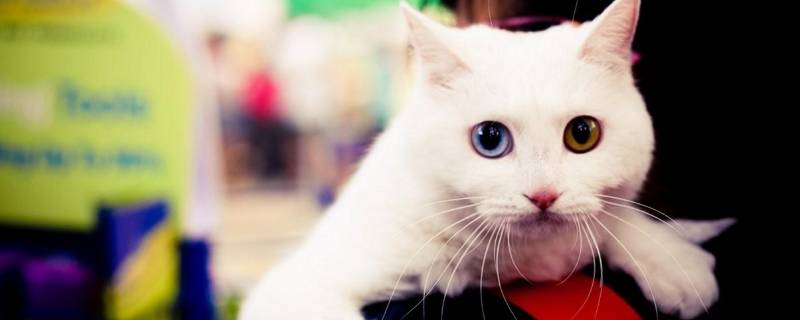 国际猫咪节是几月几日（国际爱猫日是星期几）