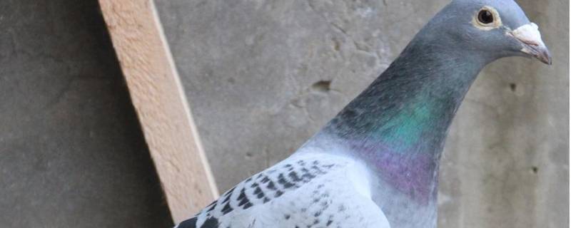 纯詹森鸽特征（纯詹森鸽特征019）