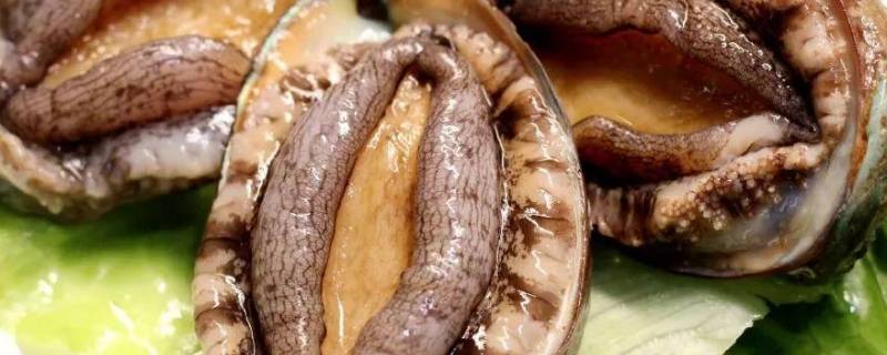 鲍鱼保存方法 鲍鱼保存方法保鲜