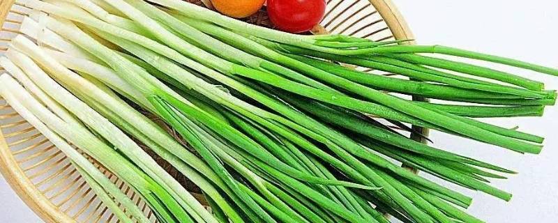 大葱的寓意和象征 大葱的寓意和象征是什么